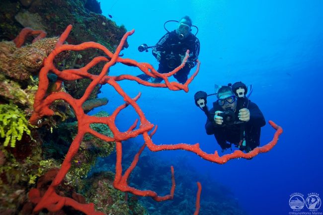 CaymanLiveaboard
