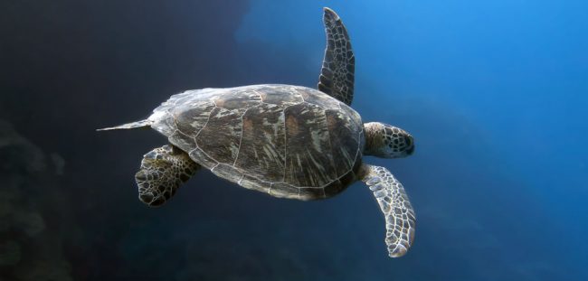 Turtle Flamingo Costa Rica