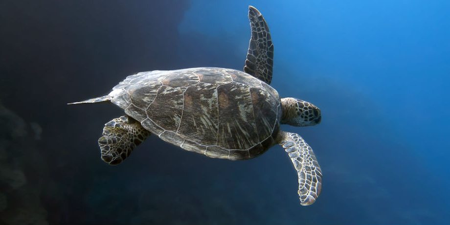 Turtle Flamingo Costa Rica