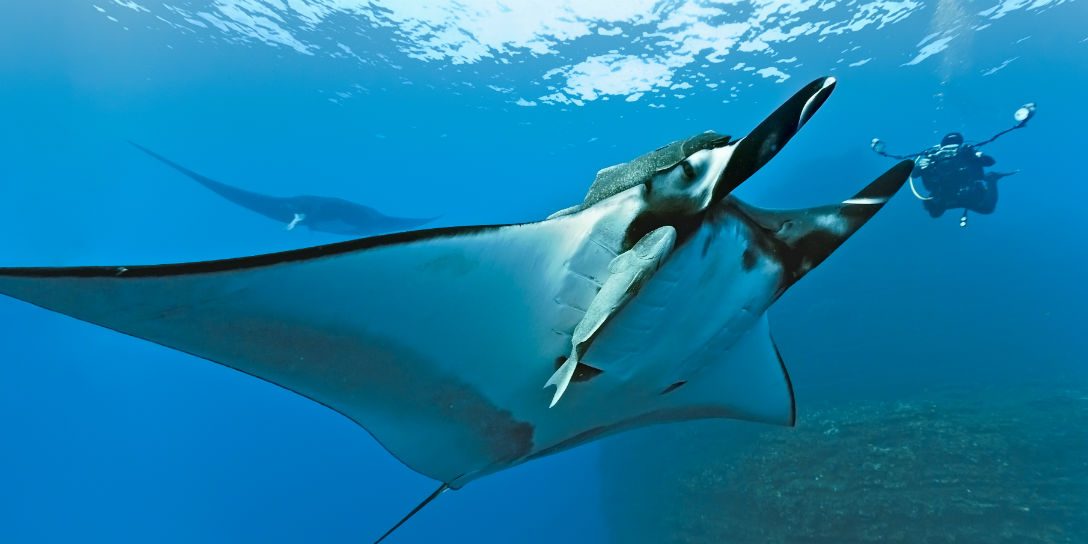 manta hunting