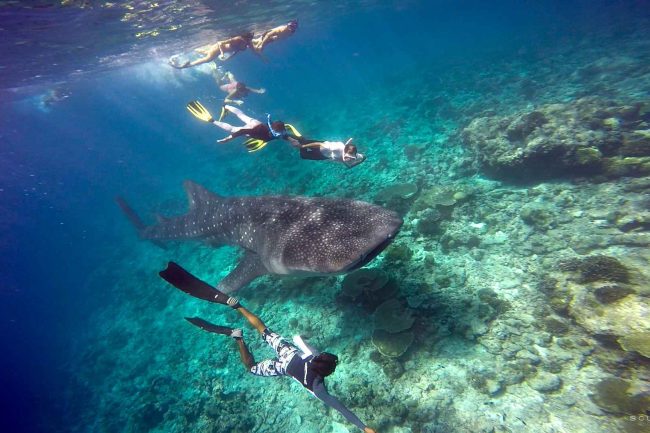 Activities_5 off the beaten track scuba australia