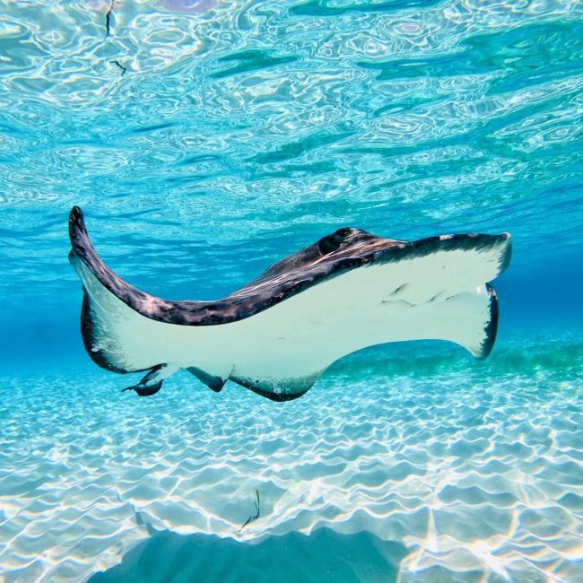 118293328_10164006453075627_8714014475866804893_n