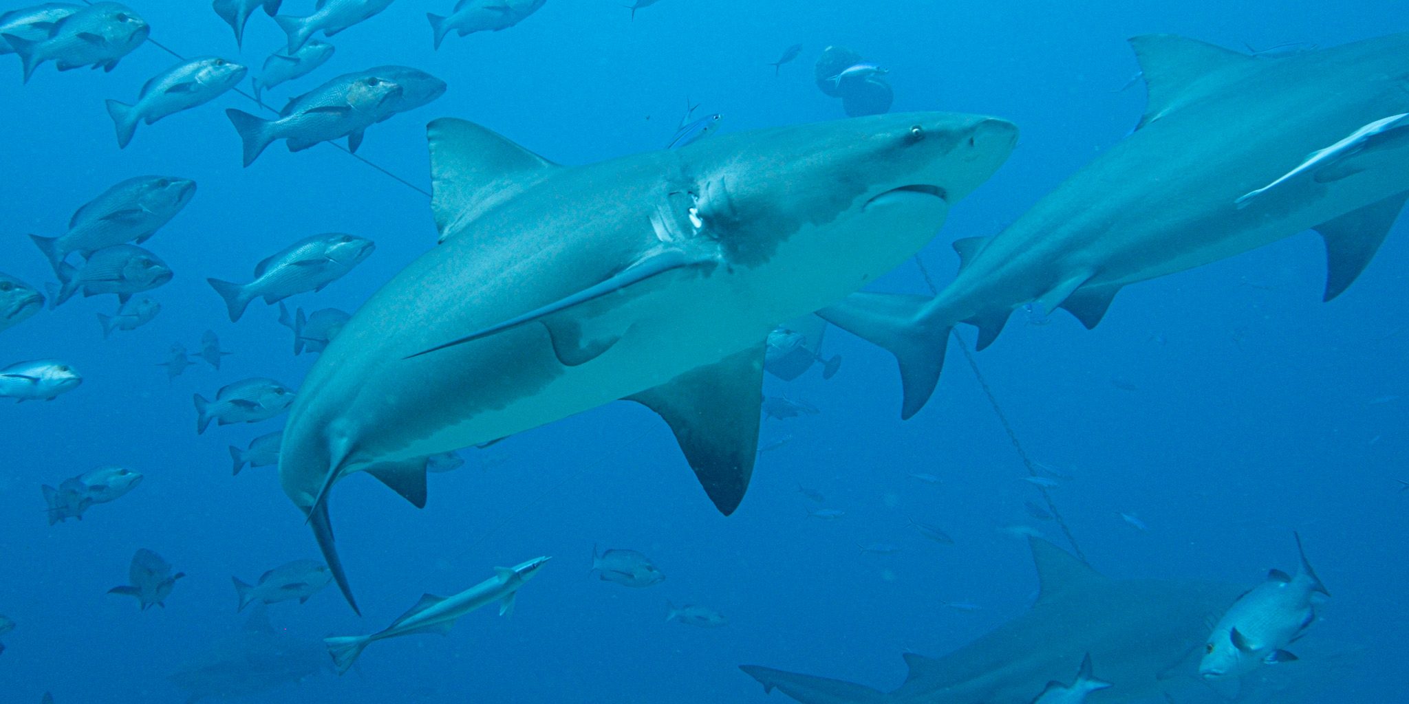 received_261513319827878