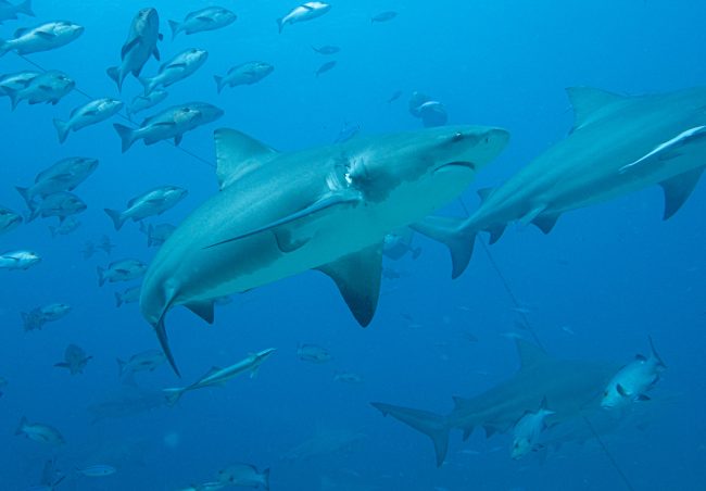 received_261513319827878