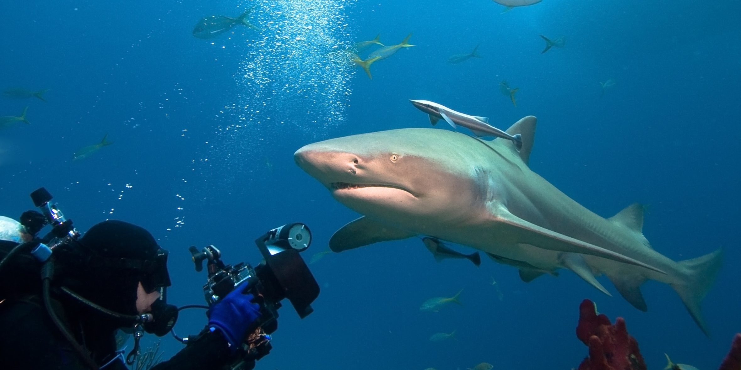 Lemon shark and underwater photographer lemon shark fiji