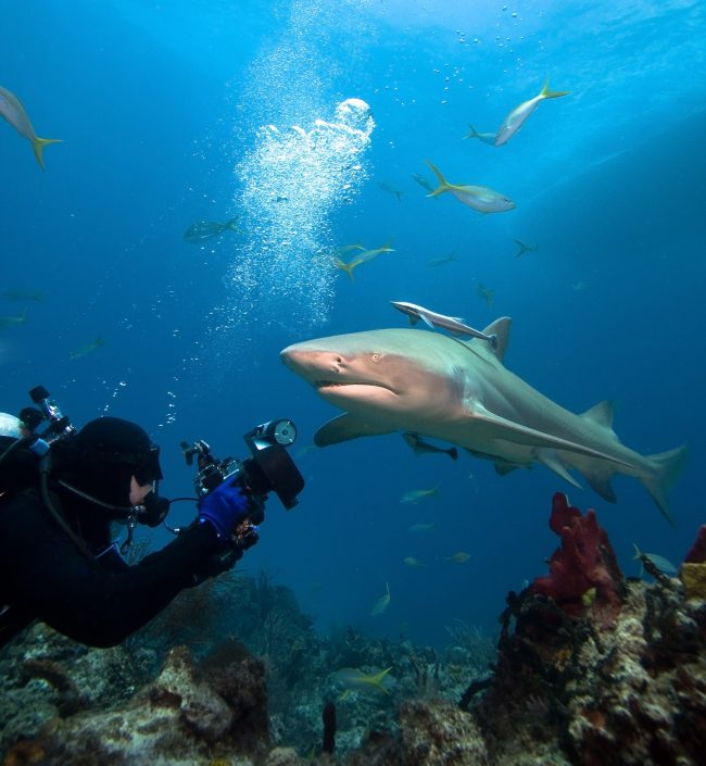 Lemon shark and underwater photographer lemon shark fiji