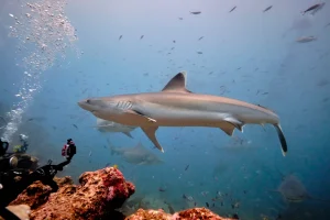 silvertip shark in Fiji