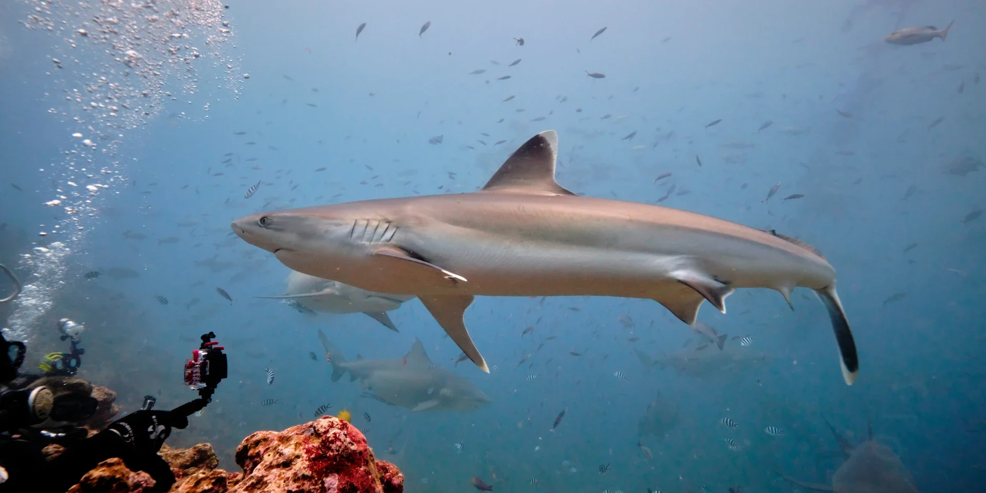 silvertipsharkfijimain