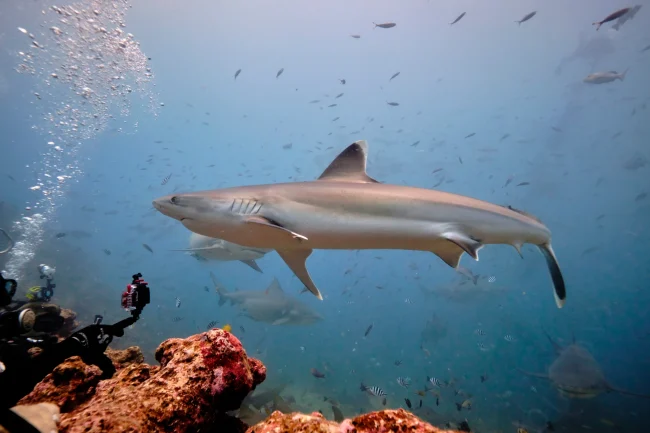 silvertipsharkfijimain