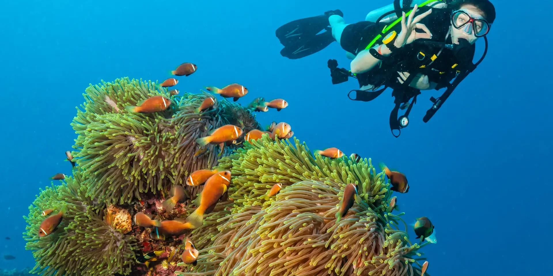 clownfishphilippines