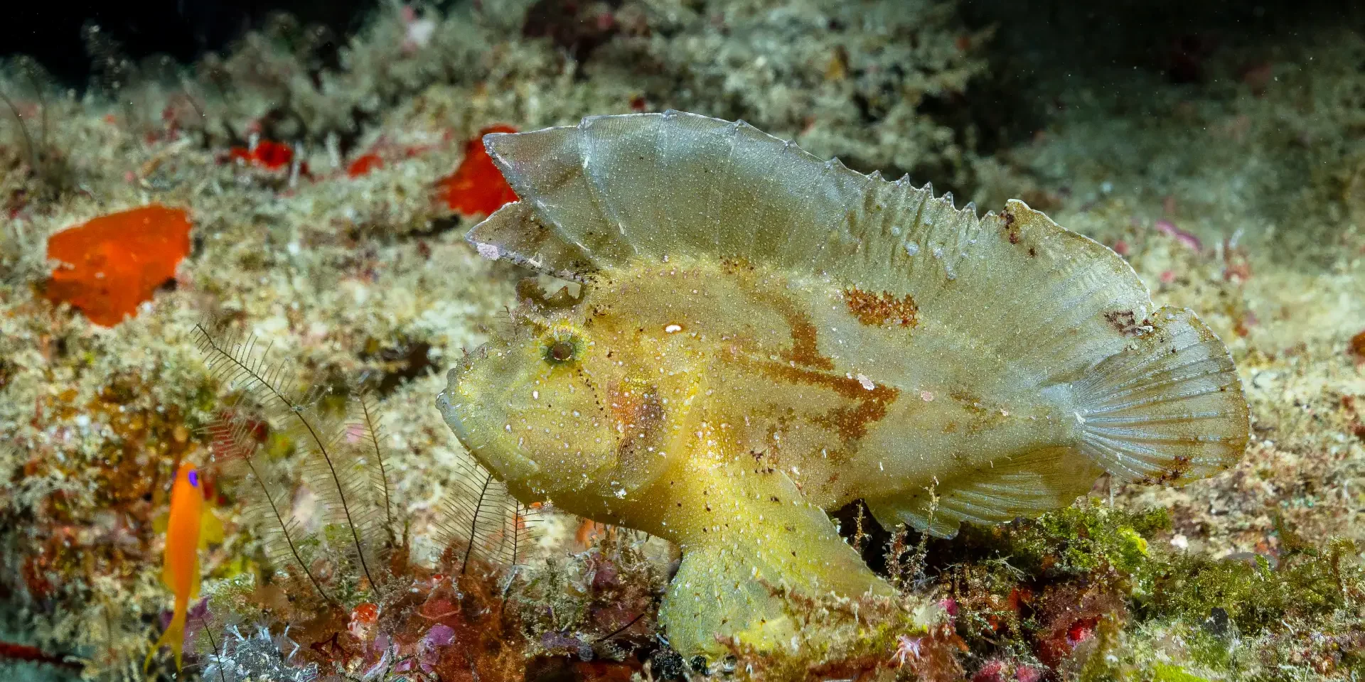 leaf scorpionfish diving bohol