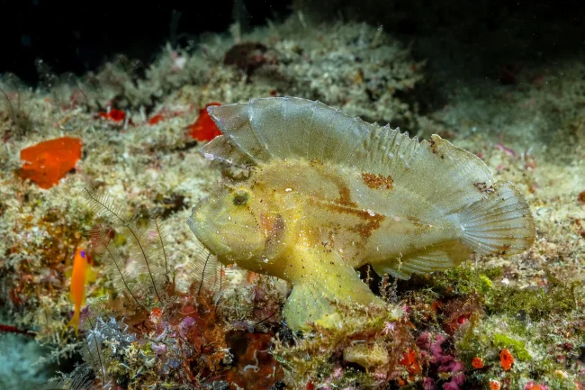 leaf scorpionfish diving bohol