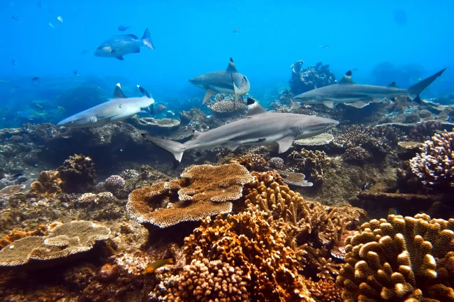 whiteandblacktips