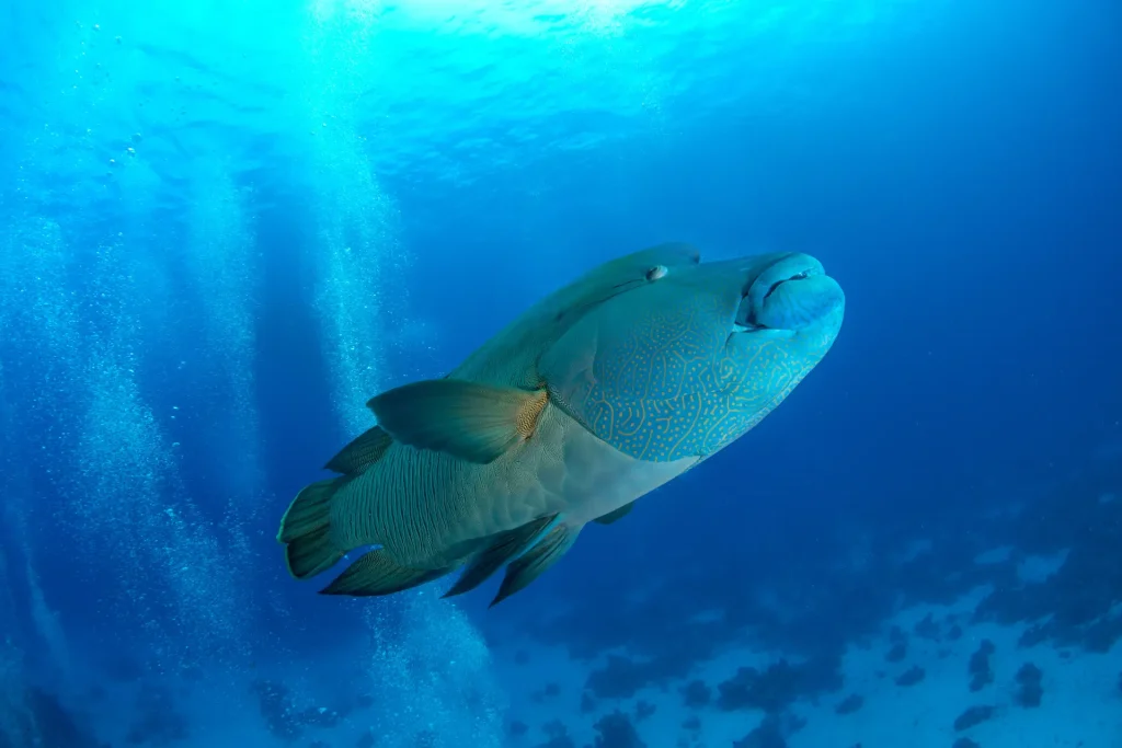 Affordable Scuba Diving Getaways: Dream Dives on a Budget