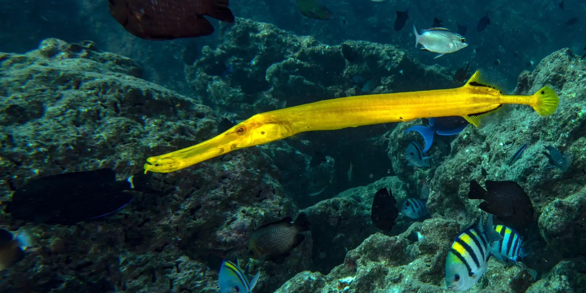 trumpetfish