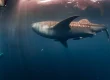 whale shark in the philippines