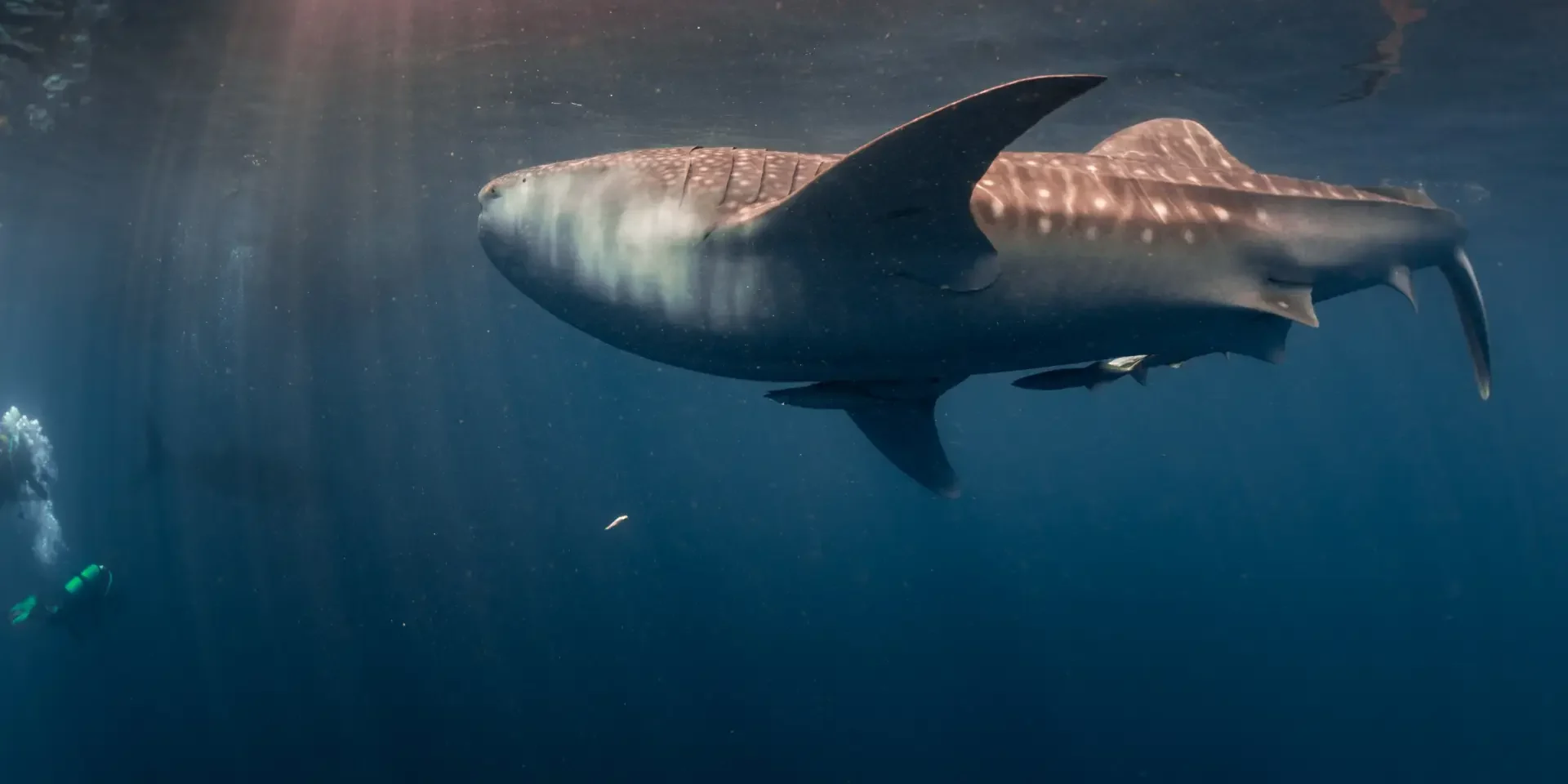 whalesharksbohol whale shark in the philippines