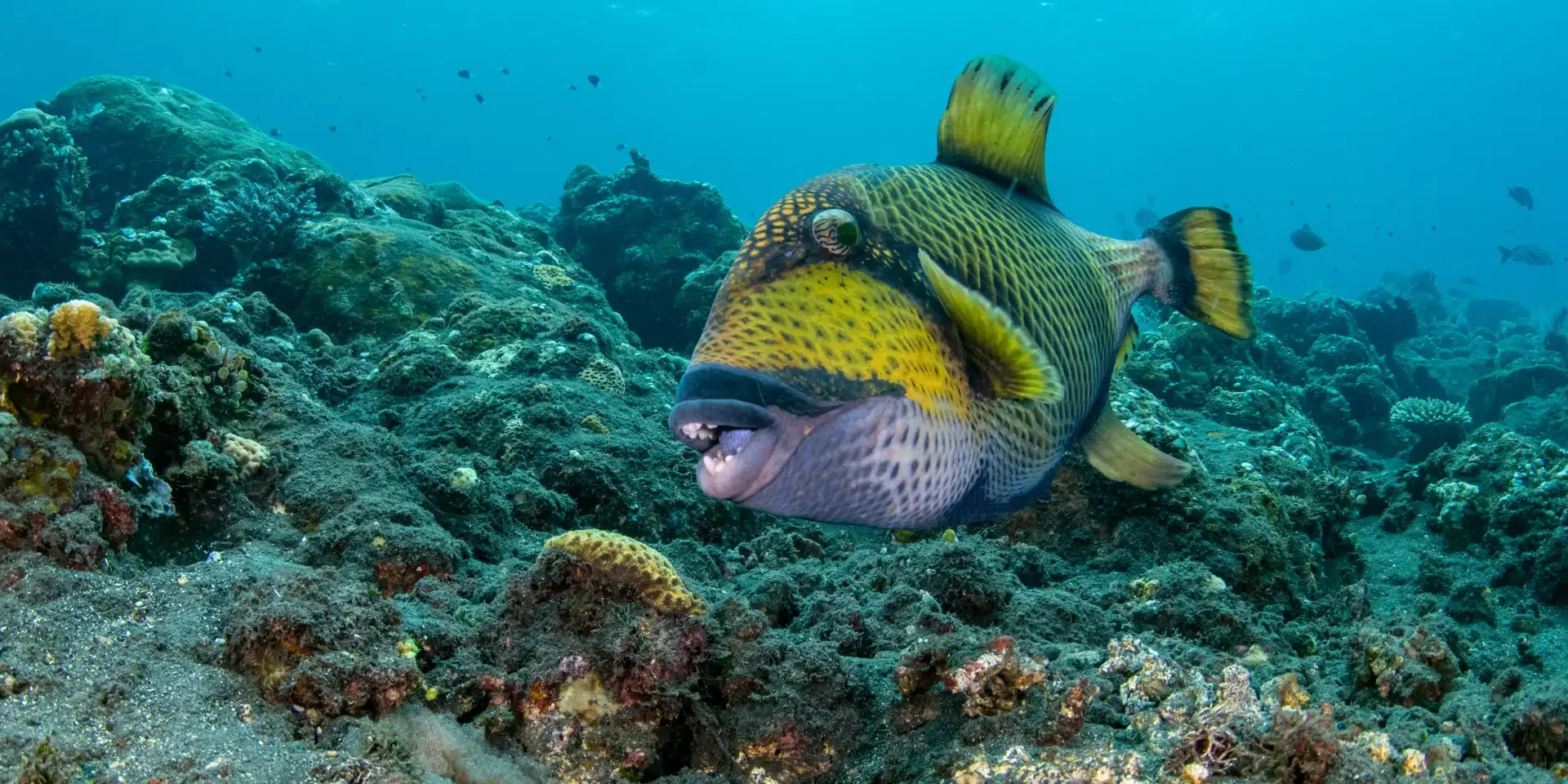 titan triggerfish