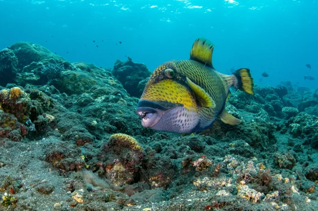 titan triggerfish