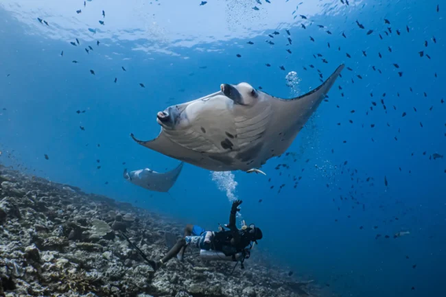 mantaraysasia