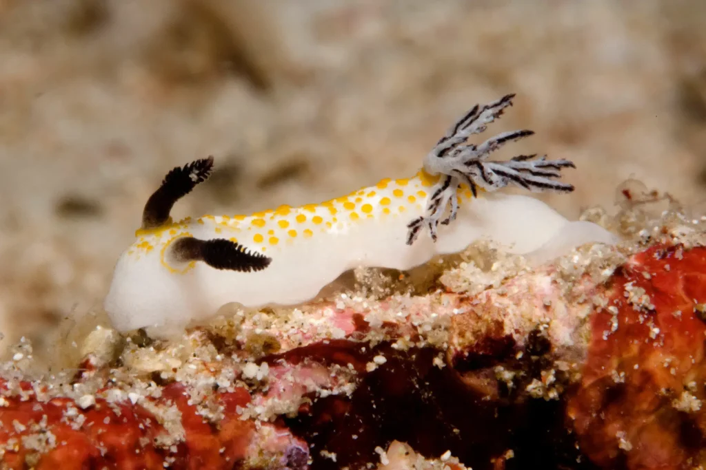 Macro Diving in Hurghada: The Tiny Creatures Most Divers Miss