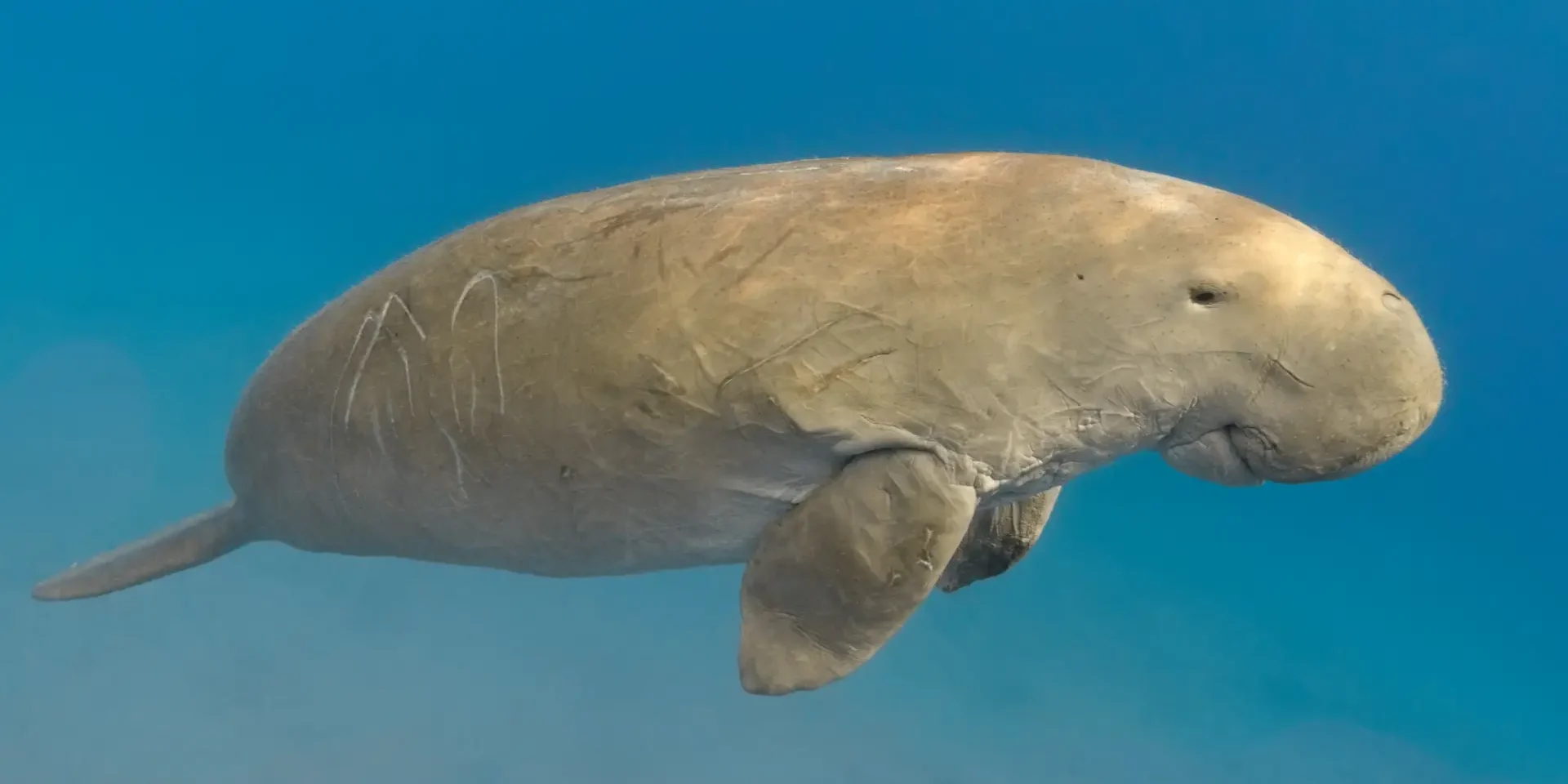dugong