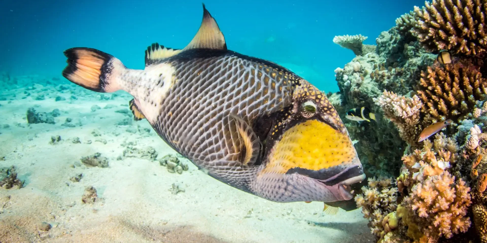 Titan Triggerfish