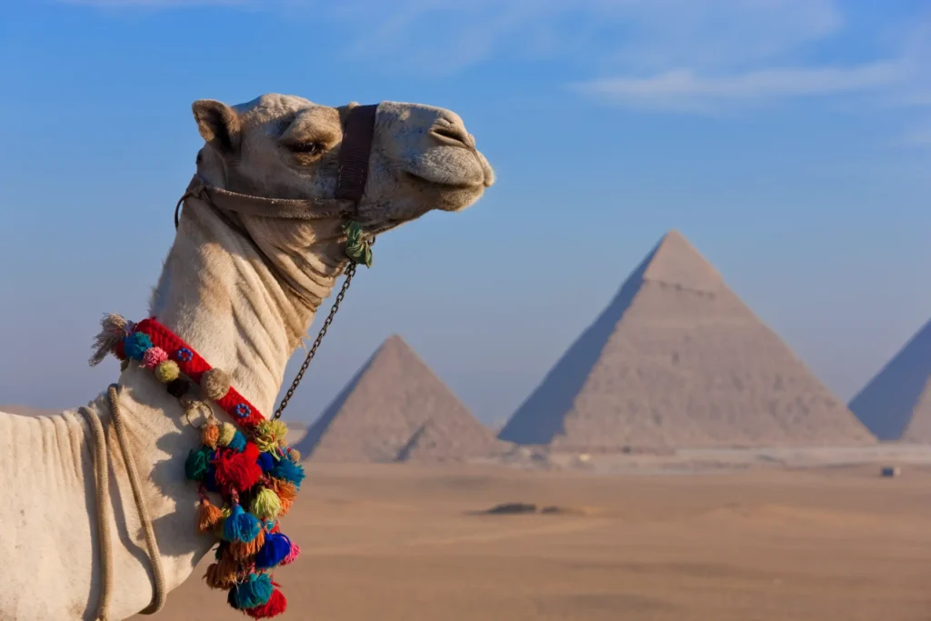 Beyond the Pyramids: Why Hurghada is the Perfect First-Time Egypt Dive Trip