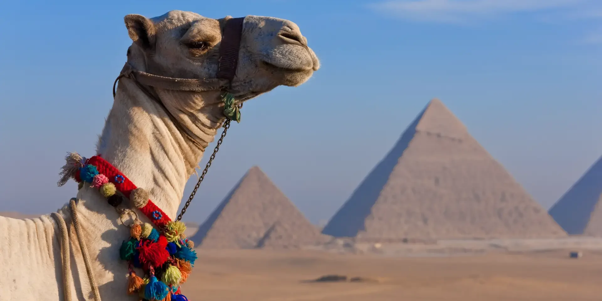 camel-in-the-desert-with-three-pyramids-in-the-giz-2026-03-25-05-32-42-utc