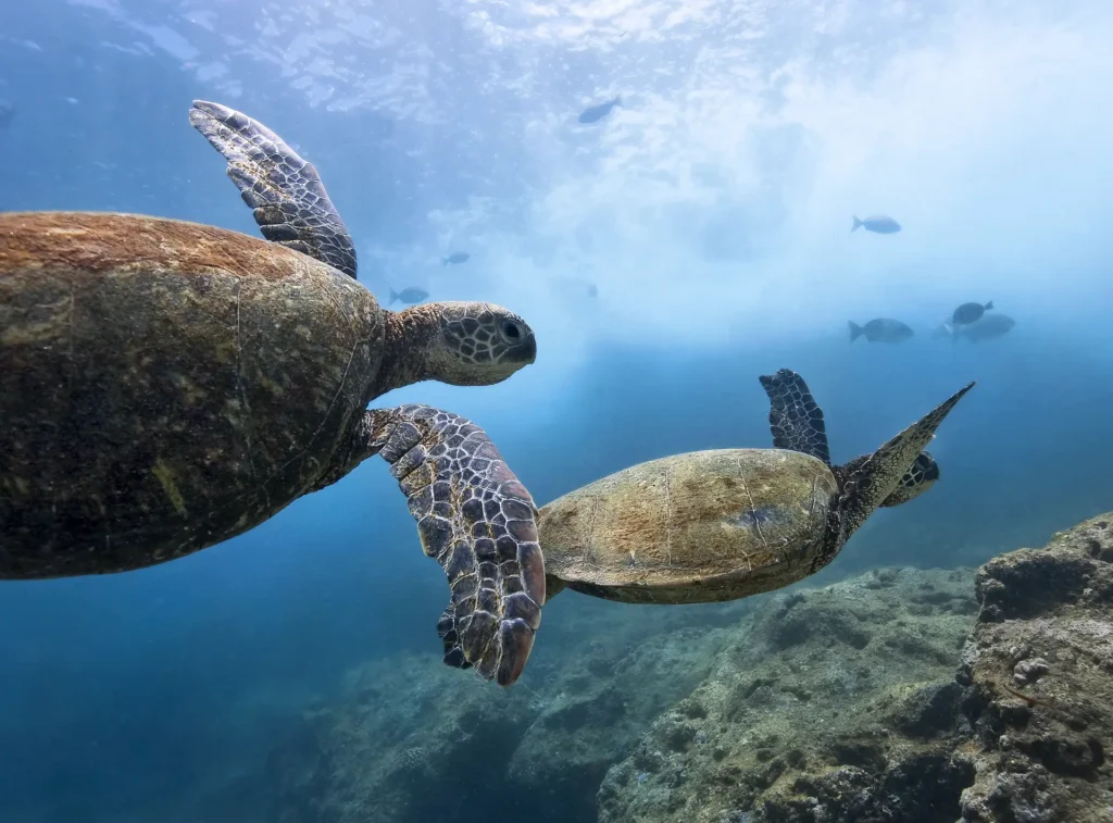 Bohol packs turtle-covered walls, a swirling jackfish tornado and one of the region's best sardine balls into a compact, easy-to-reach corner of the Philippines. Here's where to dive around Panglao and Balicasag, when to go, and what you need to be certified for. (≈45 words)