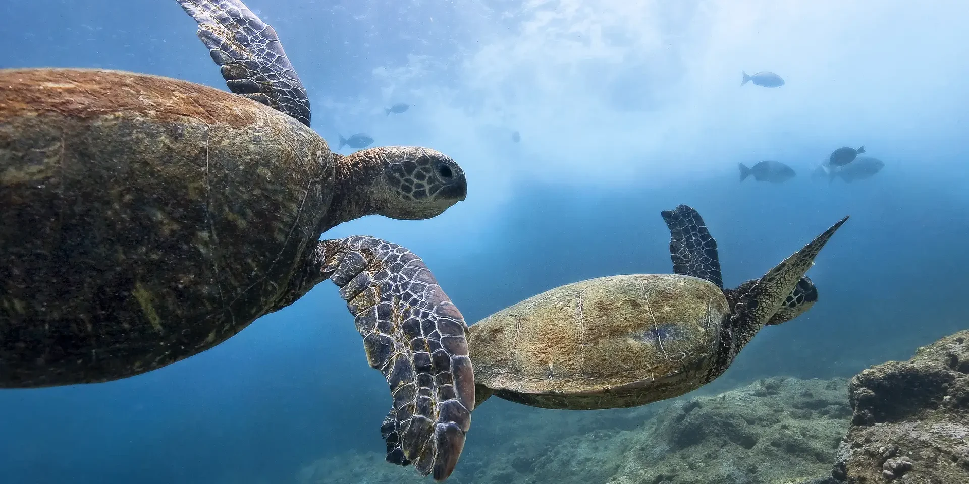 turtlesbohol
