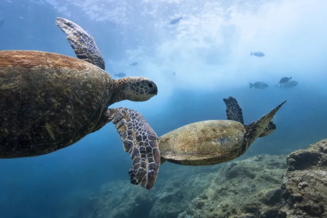 turtlesbohol