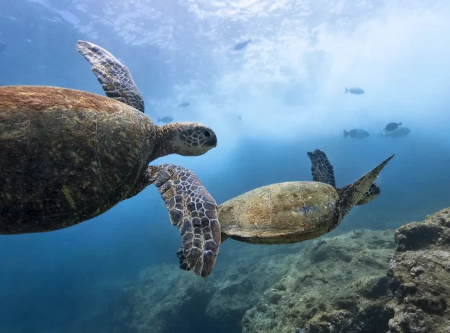 turtlesbohol